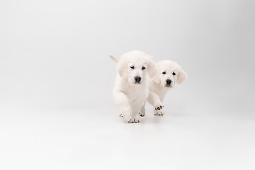 Image showing Studio shot of english cream golden retrievers isolated on white studio background