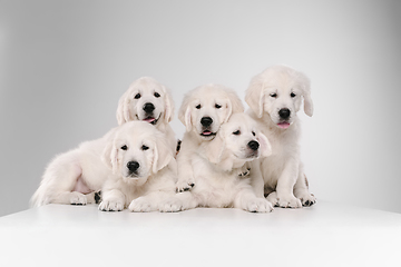 Image showing Studio shot of english cream golden retrievers isolated on white studio background