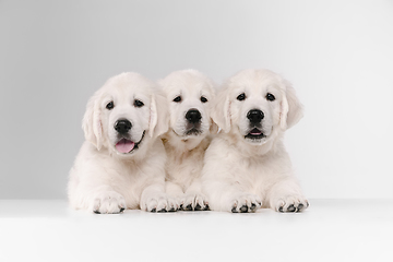 Image showing Studio shot of english cream golden retrievers isolated on white studio background