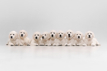 Image showing Studio shot of english cream golden retrievers isolated on white studio background