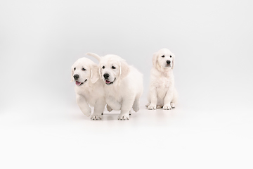 Image showing Studio shot of english cream golden retrievers isolated on white studio background