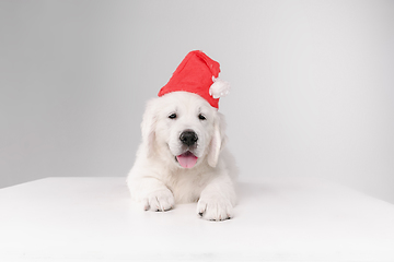 Image showing Studio shot of english cream golden retriever isolated on white studio background