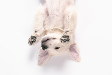 Image showing Studio shot of english cream golden retriever isolated on white studio background