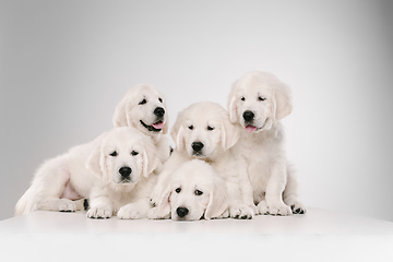 Image showing Studio shot of english cream golden retrievers isolated on white studio background