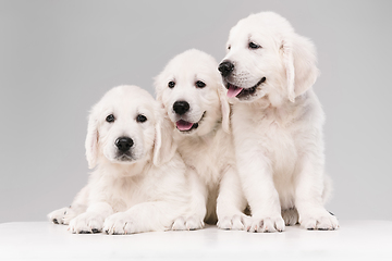 Image showing Studio shot of english cream golden retrievers isolated on white studio background