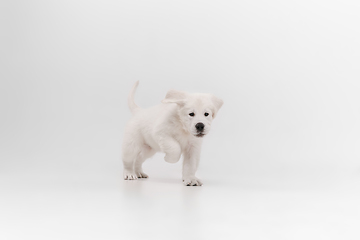 Image showing Studio shot of english cream golden retriever isolated on white studio background