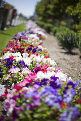 Image showing Spring Flowers