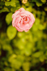 Image showing pink rose