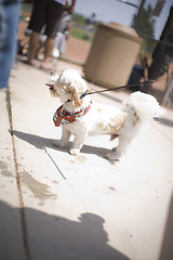 Image showing dog on a leash