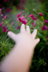 Image showing reaching for a flower