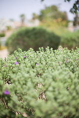 Image showing bushes in summer