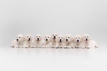 Image showing Studio shot of english cream golden retrievers isolated on white studio background