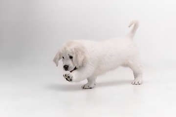 Image showing Studio shot of english cream golden retriever isolated on white studio background