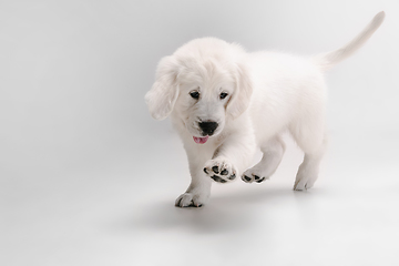 Image showing Studio shot of english cream golden retriever isolated on white studio background