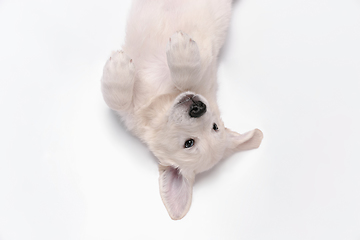 Image showing Studio shot of english cream golden retriever isolated on white studio background