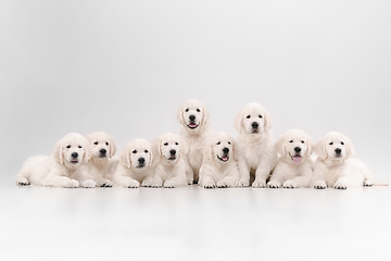 Image showing Studio shot of english cream golden retrievers isolated on white studio background