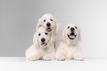 Image showing Studio shot of english cream golden retrievers isolated on white studio background