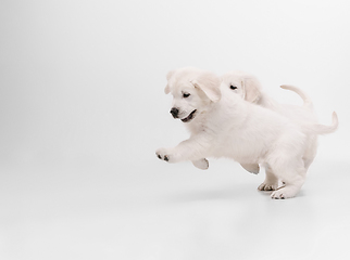 Image showing Studio shot of english cream golden retrievers isolated on white studio background