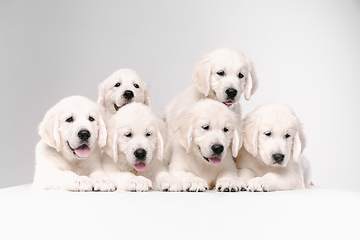 Image showing Studio shot of english cream golden retrievers isolated on white studio background