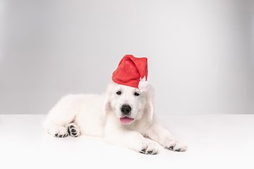 Image showing Studio shot of english cream golden retriever isolated on white studio background