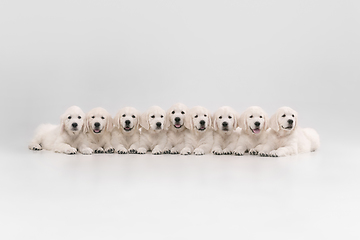 Image showing Studio shot of english cream golden retrievers isolated on white studio background