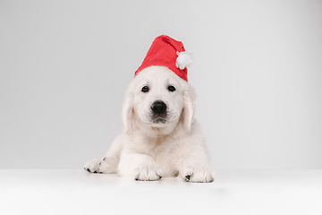 Image showing Studio shot of english cream golden retriever isolated on white studio background