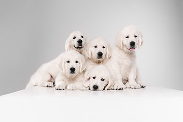 Image showing Studio shot of english cream golden retrievers isolated on white studio background