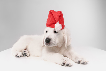 Image showing Studio shot of english cream golden retriever isolated on white studio background