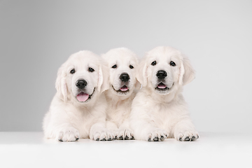 Image showing Studio shot of english cream golden retrievers isolated on white studio background