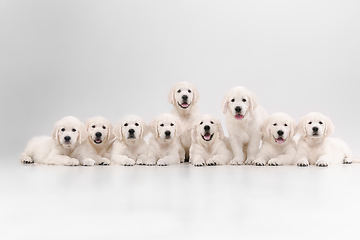 Image showing Studio shot of english cream golden retrievers isolated on white studio background