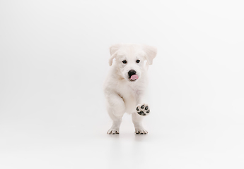 Image showing Studio shot of english cream golden retriever isolated on white studio background