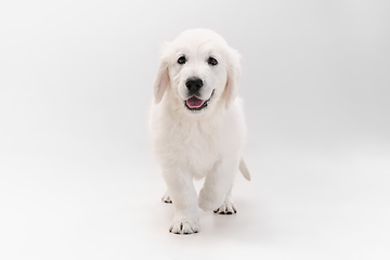 Image showing Studio shot of english cream golden retriever isolated on white studio background