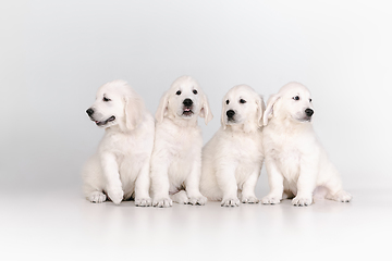 Image showing Studio shot of english cream golden retrievers isolated on white studio background