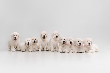 Image showing Studio shot of english cream golden retrievers isolated on white studio background