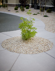 Image showing sidewalk and tree