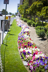 Image showing flowerbed on the street