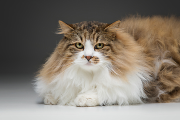 Image showing closeup of no breed cat
