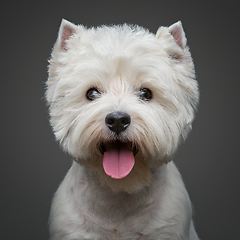 Image showing beautiful west highland white terrier dog