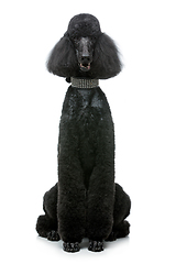 Image showing beautiful black poodle dog isolated on white