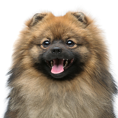 Image showing beautiful spitz dog on grey background