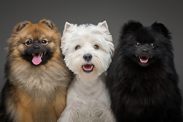 Image showing beautiful spitz dogs on grey background