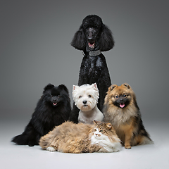 Image showing beautiful spitz dogs on grey background