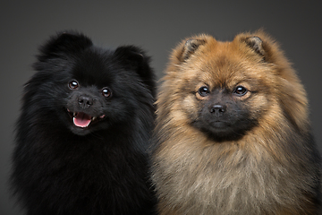 Image showing beautiful spitz dogs on grey background