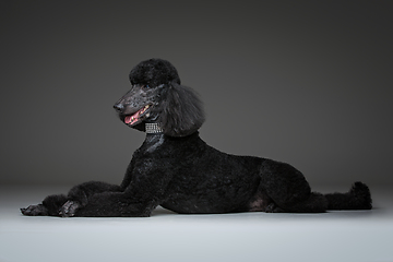 Image showing beautiful black poodle on grey background