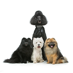 Image showing beautiful spitz dogs and poodle on grey background