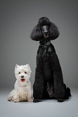 Image showing beautiful black poodle and westie dogs on grey background