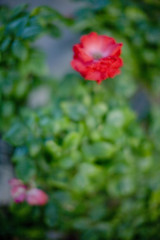 Image showing blurred rose