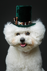 Image showing beautiful bichon frisee dog in cute hat