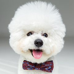 Image showing beautiful bichon frisee dog in bowtie