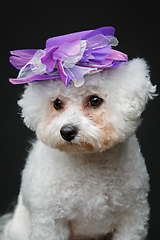 Image showing beautiful bichon frisee dog in cute hat